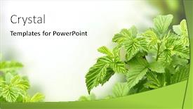  Presentation with blurred bokeh - Slide deck having close-up-green-leaves background and a white colored foreground