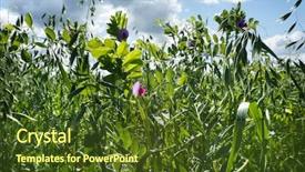  Presentation with oat - Colorful PPT theme enhanced with close up green oat field on summer day with blue sky background backdrop and a tawny brown colored foreground