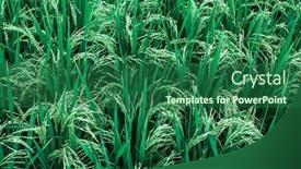  Presentation with rice field - Presentation theme having close-up-green-rice-field background and a ocean colored foreground
