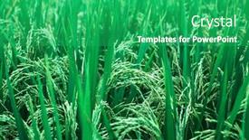  Presentation with rice field - Cool new presentation theme with close-up-green-rice-field backdrop and a shamrock green colored foreground