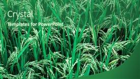  Presentation with rice field - Audience pleasing PPT theme consisting of close-up-green-rice-field backdrop and a ocean colored foreground