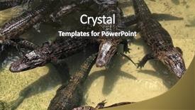  Presentation with floating - Theme having close up group alligators floating background and a  colored foreground