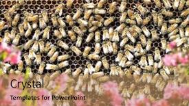  Presentation with honeycomb - Beautiful PPT theme featuring close up group of honeybees backdrop and a coral colored foreground