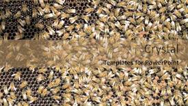  Presentation with honeycomb - Beautiful slide deck featuring close-up-group-of-honeybees backdrop and a coral colored foreground