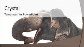  Presentation with elephant maximus - Slide set with close-up head of elephant background and a white colored foreground