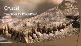  Presentation with crocodile - Audience pleasing presentation theme consisting of close-up head backdrop and a coral colored foreground