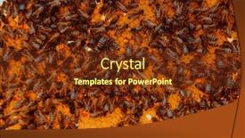 Presentation with honeycomb - PPT layouts with close-up-honeycomb-in-wooden background and a tawny brown colored foreground