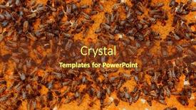  Presentation with honeycomb - Presentation theme consisting of close-up-honeycomb-in-wooden background and a tawny brown colored foreground