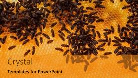  Presentation with honeycomb - Theme having close-up-honeycomb-in-wooden background and a gold colored foreground