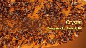 Presentation with honeycomb - Presentation consisting of close-up-honeycomb-in-wooden background and a tawny brown colored foreground