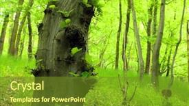  Presentation with forest beautiful spring nature - Slides featuring close up hornbeam tree background and a  colored foreground