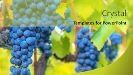  Presentation with tuscany - PPT theme with close-up-image-of-clusters background and a yellow colored foreground