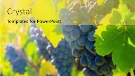  Presentation with tuscany - Cool new PPT theme with close-up-image-of-clusters backdrop and a yellow colored foreground