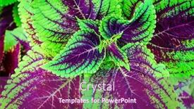  Presentation with kentucky - PPT theme featuring close-up-image-of-colorful background and a violet colored foreground