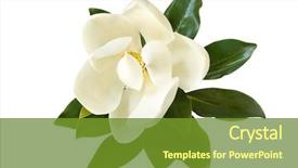  Presentation with magnolia - Theme enhanced with close up image of flower background and a tawny brown colored foreground