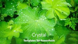  Presentation with dew - Presentation featuring close-up-image-of-fresh background and a  colored foreground