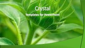  Presentation with sunflower sunflower sunflower sunflower sunflower - Cool new theme with up image of green sunflower backdrop and a shamrock green colored foreground