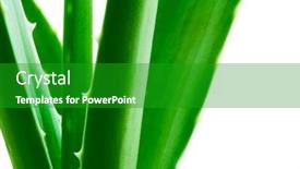  Presentation with aloe vera - Theme enhanced with close up image of green aloe vera leafs isolated on the white background background and a shamrock green colored foreground