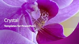  Presentation with rustic purple flower - Theme with close up image of purple background and a purple colored foreground