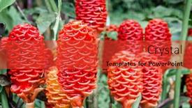  Presentation with pine cone - Theme with close-up-image-of-shampoo background and a red colored foreground