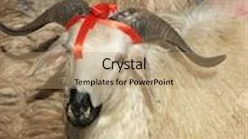  Presentation with sheep herder - Theme having animal sacrifice - close up image of sheep background and a coral colored foreground