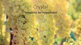  Presentation with grape - Audience pleasing theme consisting of close-up-image-of-white backdrop and a yellow colored foreground