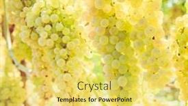  Presentation with grape - Presentation theme having close-up-image-of-white background and a yellow colored foreground