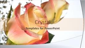  Presentation with rose yellow - Theme enhanced with close-up image of yellow rose isolated on white background background and a yellow colored foreground