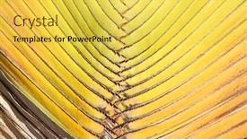  Presentation with palm - Beautiful PPT theme featuring portrait of business people showing thumbs up and looking at camera backdrop and a dark gray colored foreground