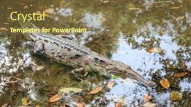  Presentation with crocodile - Theme with close-up image of a large crocodile in a shallow lagoon in manuel antonio national park in costa rica background and a tawny brown colored foreground