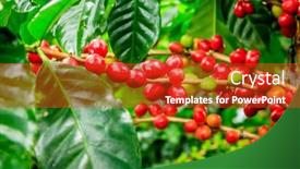  Presentation with coffee beans - Theme having close-up-image background and a crimson colored foreground