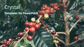  Presentation with beans - Audience pleasing slide set consisting of close-up-image backdrop and a tawny brown colored foreground