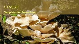  Presentation with fungi - Slide deck enhanced with close-up-image background and a tawny brown colored foreground