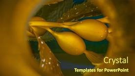  Presentation with bladder - Theme featuring close-up-image background and a tawny brown colored foreground