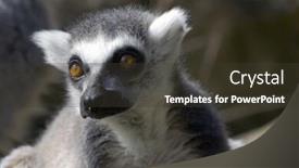  Presentation with lemur - Cool new presentation with a ring tailed lemur backdrop and a tawny brown colored foreground