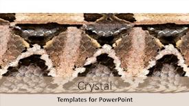  Presentation with scales of justice - Slides having close-up-macro-on-snake background and a coral colored foreground