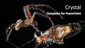  Presentation with spider web - Amazing PPT theme having close-up-macro-shot backdrop and a black colored foreground