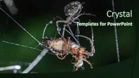  Presentation with fight - Slide set consisting of close-up-macro-shot background and a wine colored foreground
