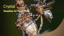  Presentation with spider web - Theme with close-up-macro-shot background and a wine colored foreground