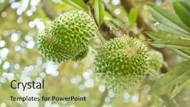  Presentation with king - Audience pleasing PPT theme consisting of close up musang king durian backdrop and a mint green colored foreground