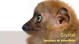  Presentation with lemur - PPT layouts with close-up-of-a-baby background and a tawny brown colored foreground