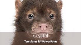  Presentation with baby - Slide set consisting of close-up-of-a-baby background and a tawny brown colored foreground