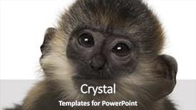  Presentation with langur - Presentation design with close-up of a baby background and a dark gray colored foreground