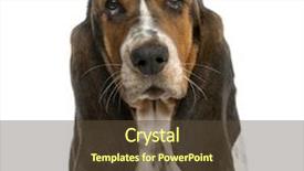  Presentation with basset hound - Slide deck consisting of close-up of a basset hound in front of a white background background and a tawny brown colored foreground