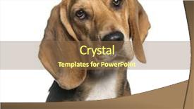  Presentation with basset hound - Presentation theme consisting of close-up of a basset hound isolated on white background and a tawny brown colored foreground