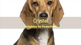  Presentation with basset hound - Presentation enhanced with close-up of a basset hound isolated on white background and a tawny brown colored foreground