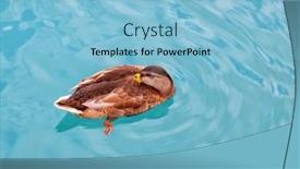  Presentation with nature animals birds - Presentation design featuring close-up-of-a-beautiful background and a light blue colored foreground