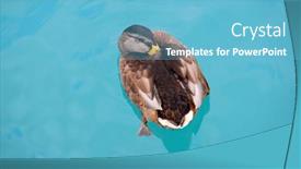  Presentation with animals nature - Slide deck consisting of close-up-of-a-beautiful background and a light blue colored foreground