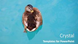  Presentation with nature animals birds - Presentation having close-up-of-a-beautiful background and a teal colored foreground