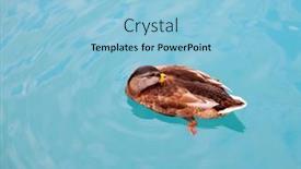  Presentation with animals nature - Slide set enhanced with close-up-of-a-beautiful background and a light blue colored foreground